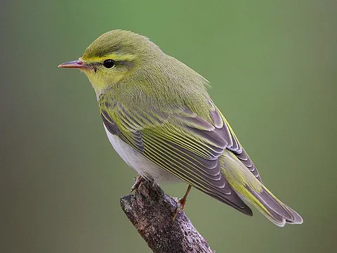 Wood Warbler