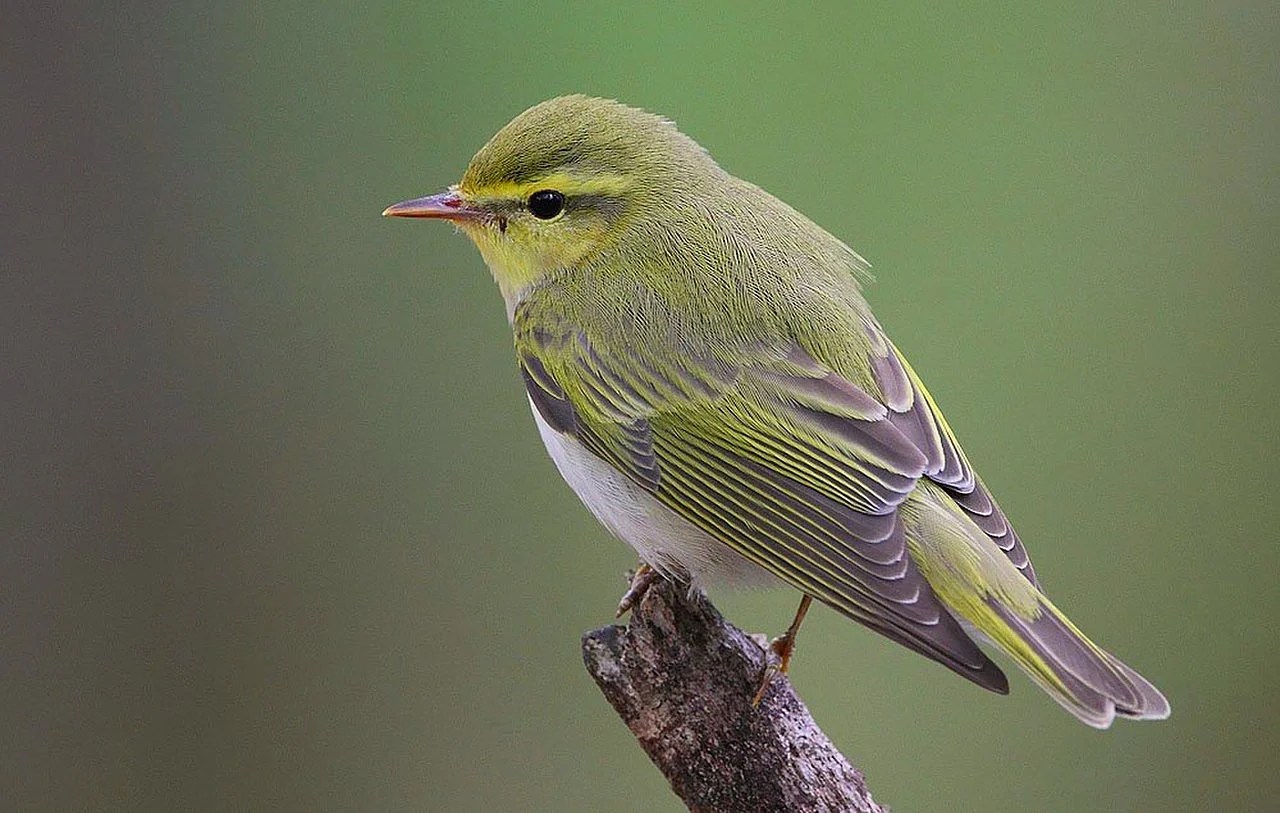 Wood Warbler (Phylloscopus sibilatrix) — photo 1 of 4