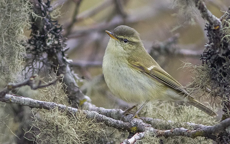 Greenish Warbler (Phylloscopus trochiloides) — photo 1 of 4