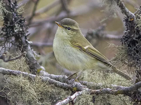 Greenish Warbler