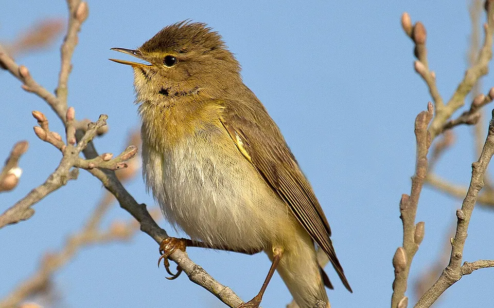 Willow Warbler (Phylloscopus trochilus) — photo 1 of 6