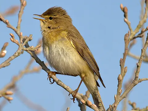 Willow Warbler