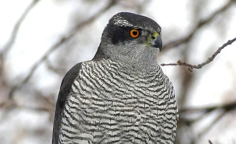 Eurasian Goshawk (Astur gentilis) — photo 2 of 4