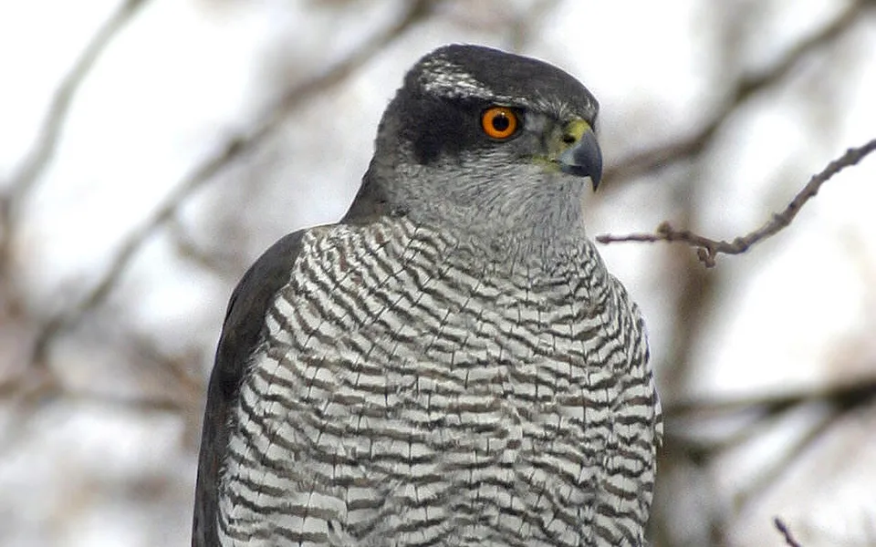 Eurasian Goshawk (Astur gentilis) — photo 2 of 4
