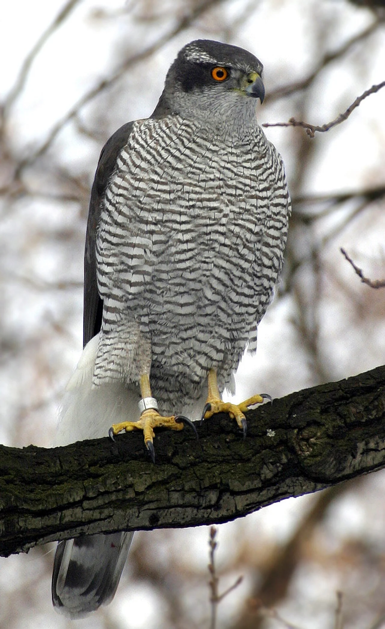 Eurasian Goshawk (Astur gentilis) — photo 2 of 4