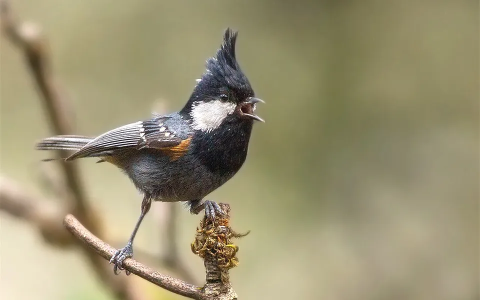 Coal Tit (Periparus ater) — photo 1 of 4