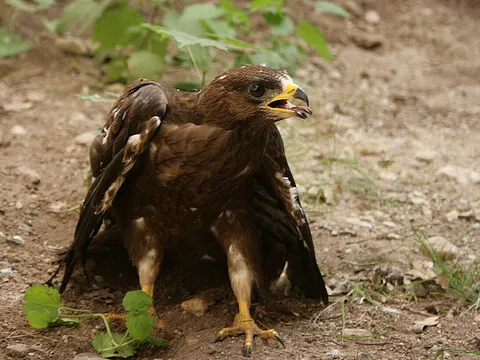 European Honey-buzzard