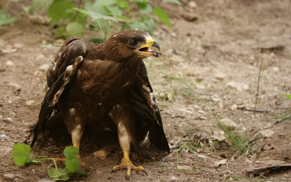 European Honey-buzzard (Pernis apivorus) — photo 1 of 4