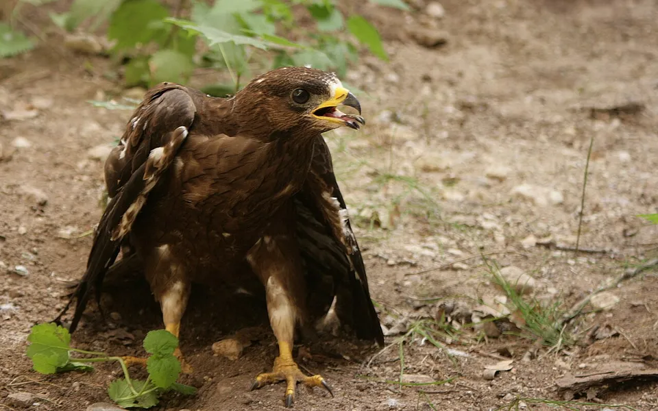 European Honey-buzzard