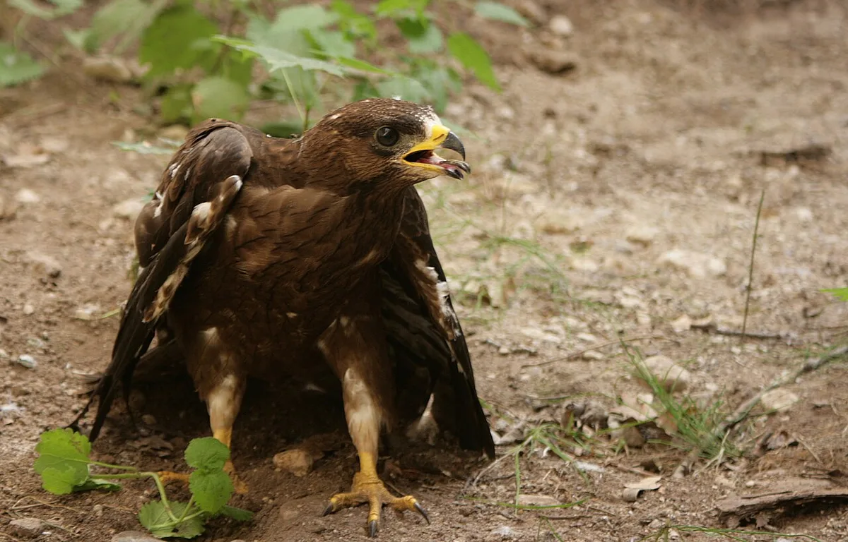 European Honey-buzzard