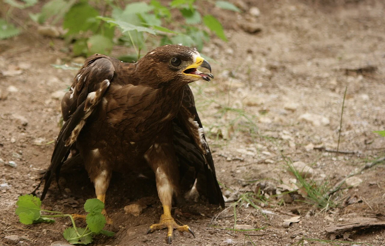 European Honey-buzzard