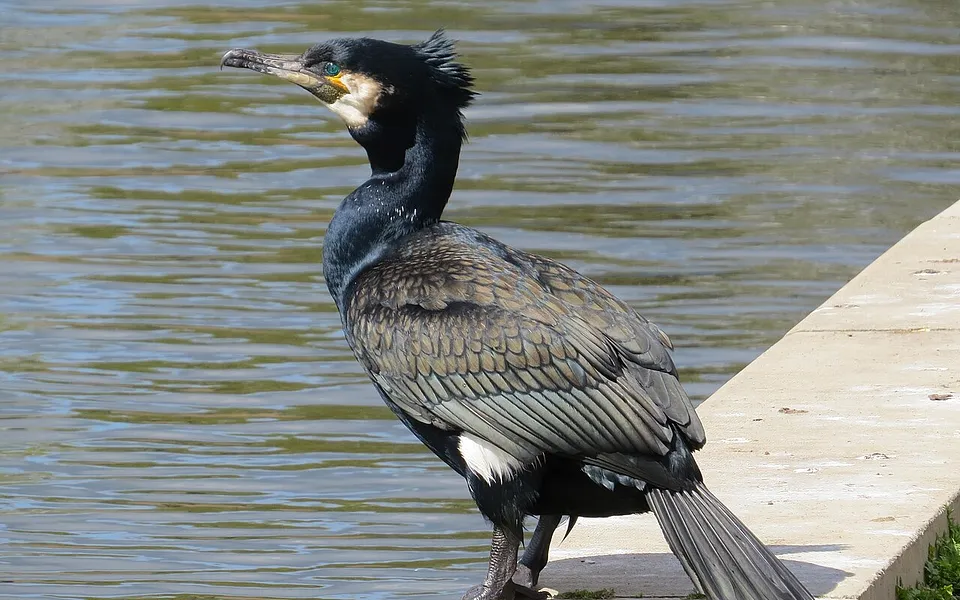Great Cormorant (Phalacrocorax carbo) — photo 1 of 3