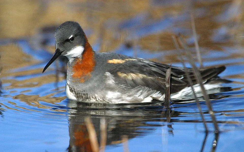 Red-necked Phalarope (Phalaropus lobatus) — photo 1 of 4