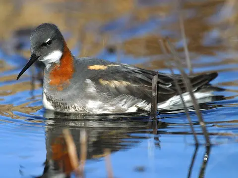 Red-necked Phalarope