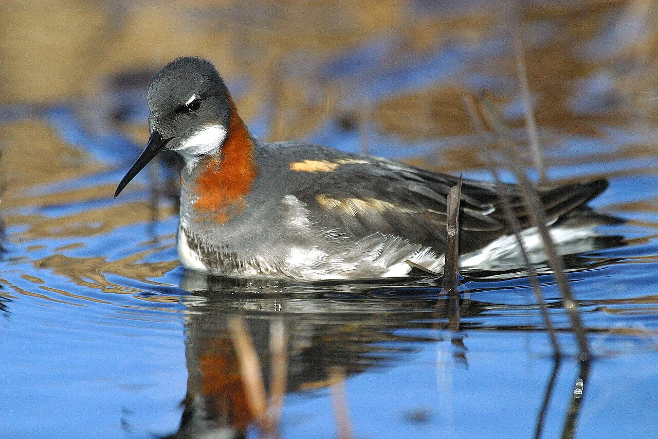 Red-necked Phalarope (Phalaropus lobatus) — photo 1 of 4