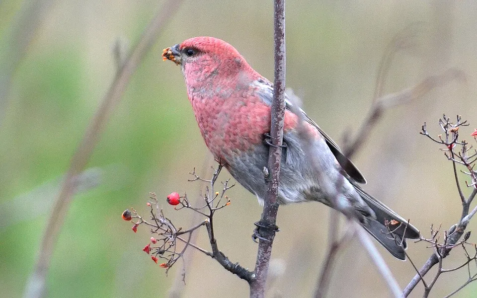 Pine Grosbeak (Pinicola enucleator) — photo 1 of 5