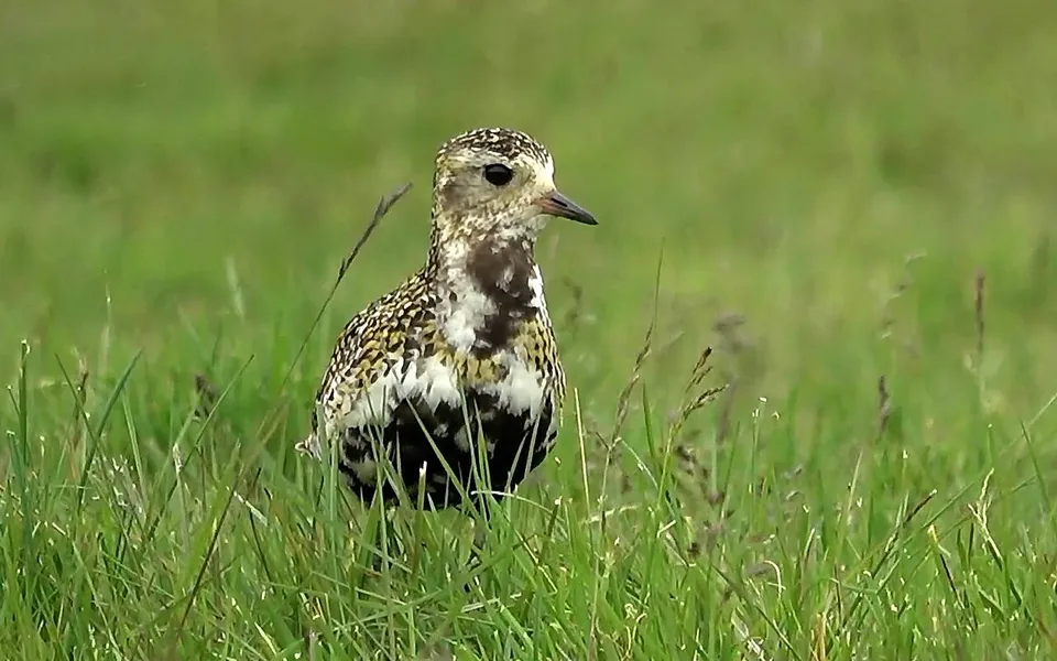 European Golden-Plover (Pluvialis apricaria) — photo 3 of 3