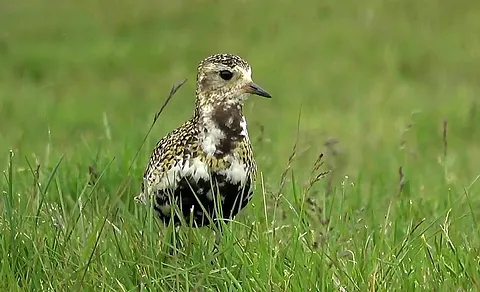 European Golden-Plover (Pluvialis apricaria) — photo 3 of 3