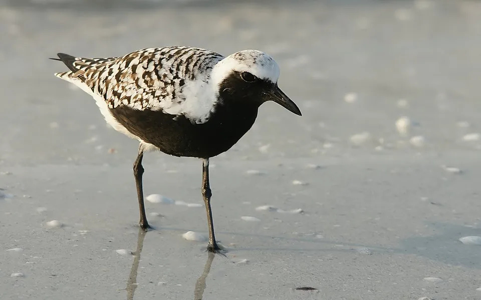 Black-bellied Plover (Pluvialis squatarola) — photo 1 of 5