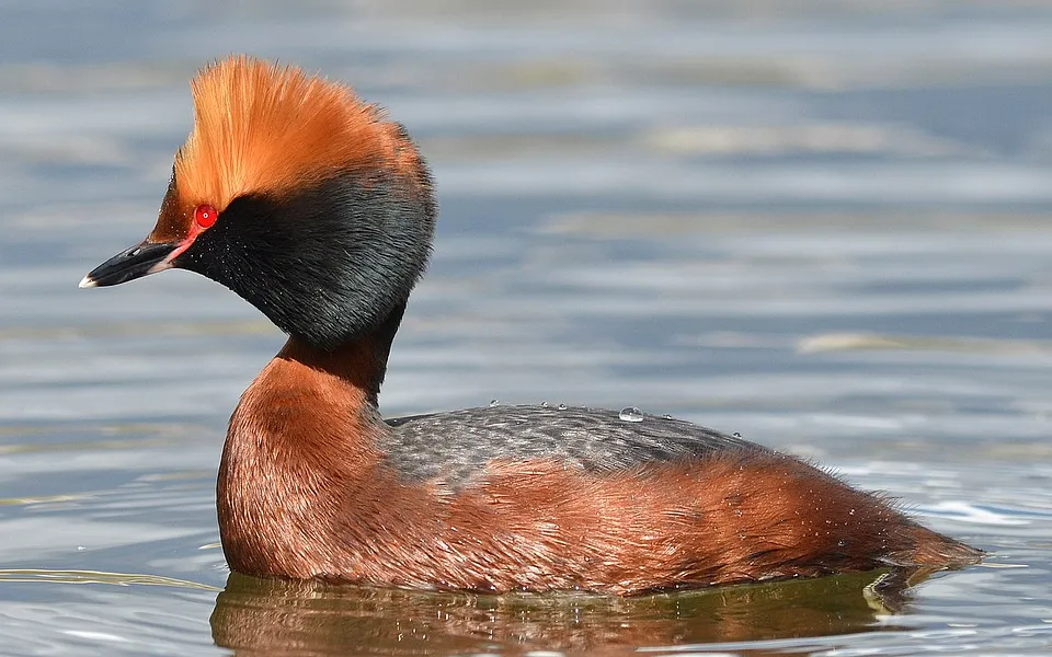 Horned Grebe (Podiceps auritus) — photo 4 of 4