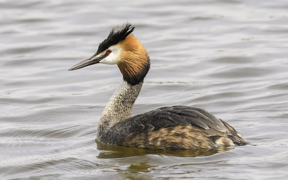Great Crested Grebe (Podiceps cristatus) — photo 2 of 5