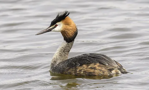 Great Crested Grebe (Podiceps cristatus) — photo 2 of 5