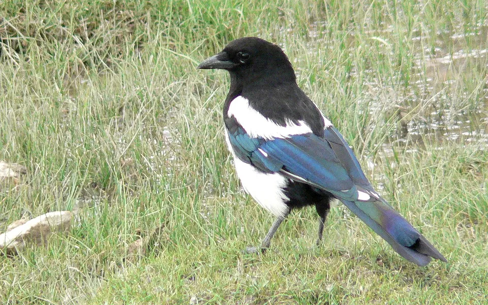 Eurasian Magpie (Pica pica) — photo 3 of 4