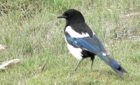 Eurasian Magpie (Pica pica) — photo 3 of 4