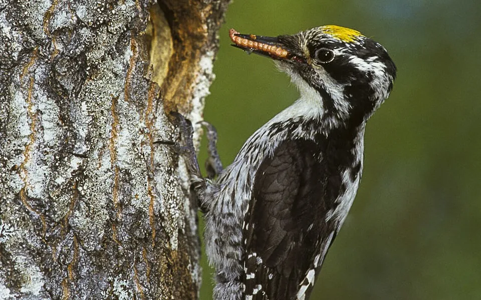 Eurasian Three-toed Woodpecker (Picoides tridactylus) — photo 1 of 4