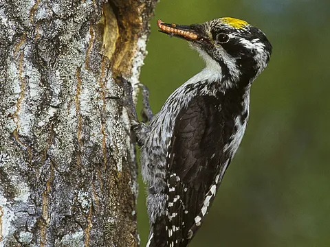 Eurasian Three-toed Woodpecker
