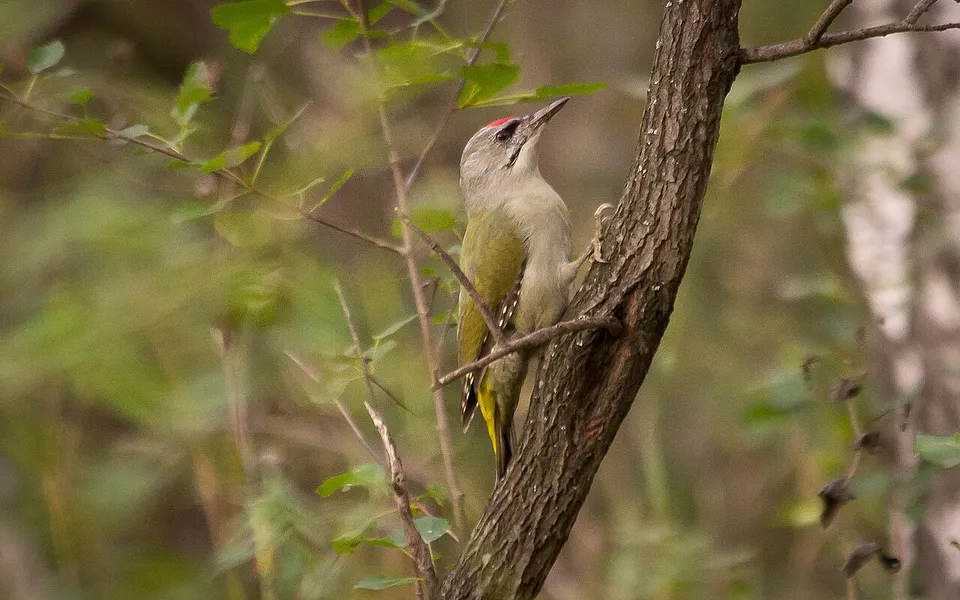 Gray-headed Woodpecker (Picus canus) — photo 1 of 5