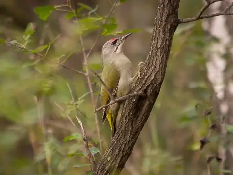 Gray-headed Woodpecker