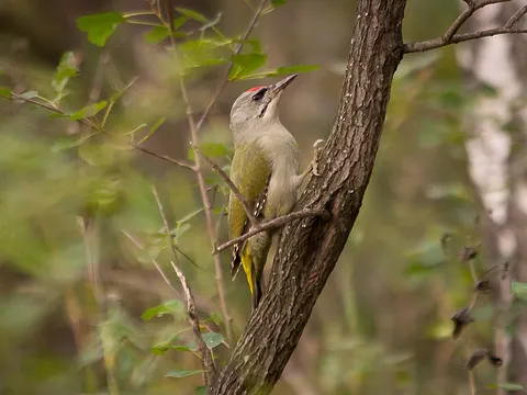 Gray-headed Woodpecker