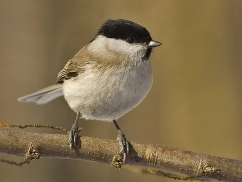 Marsh Tit