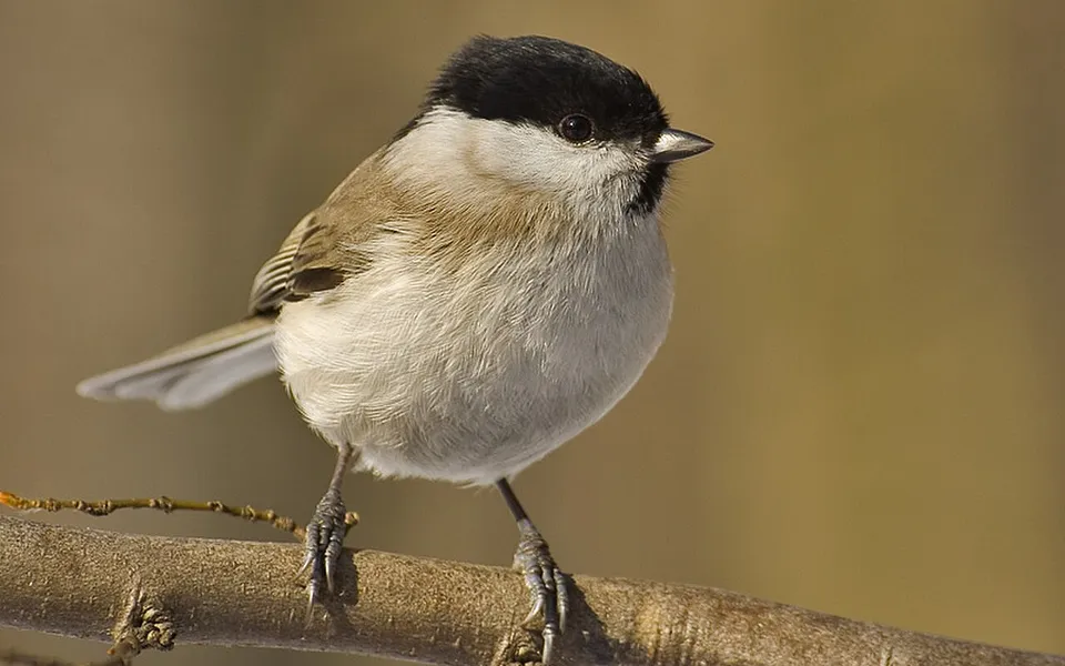 Marsh Tit (Poecile palustris) — photo 1 of 5