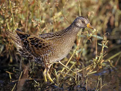 Spotted Crake