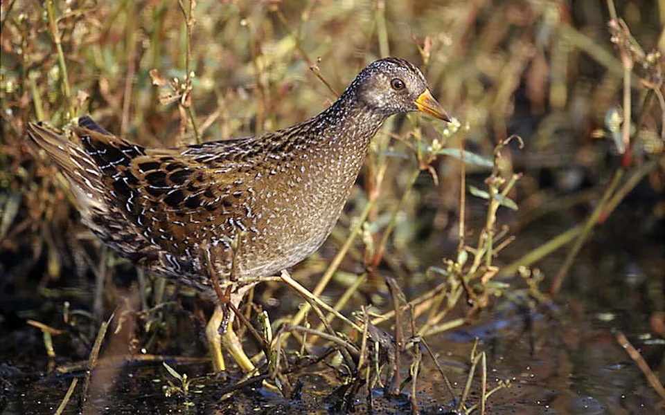Spotted Crake (Porzana porzana) — photo 1 of 3