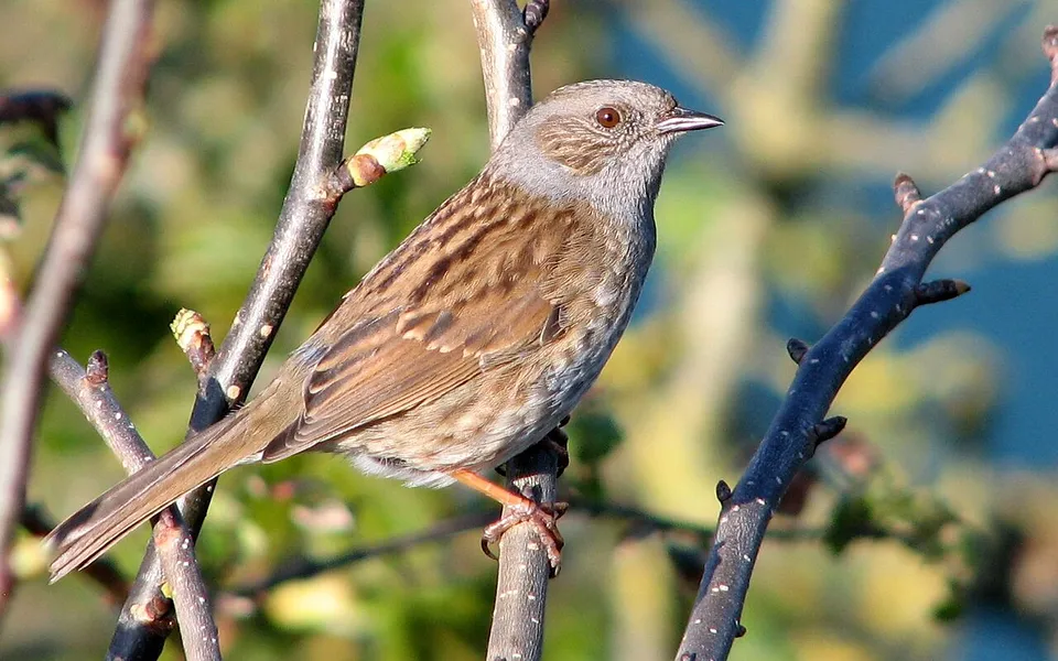 Dunnock