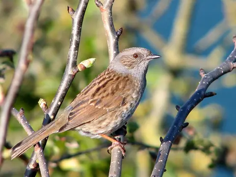 Dunnock