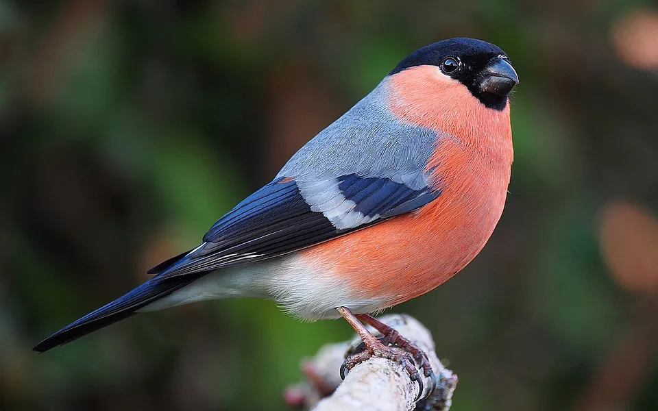 Eurasian Bullfinch (Pyrrhula pyrrhula) — photo 1 of 6