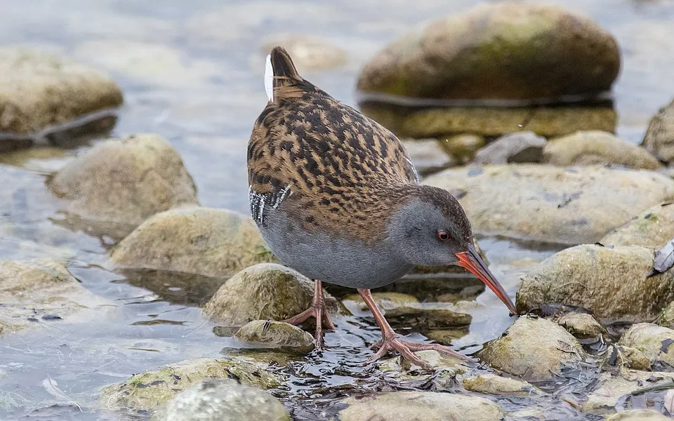 Water Rail (Rallus aquaticus) — photo 1 of 6