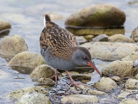 Water Rail