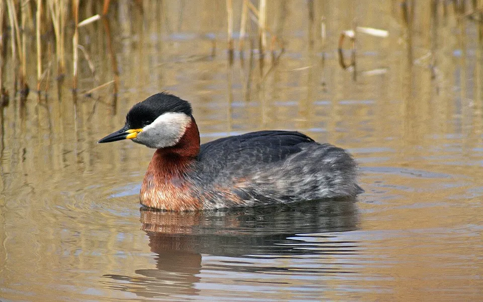 Red-necked Grebe (Podiceps grisegena) — photo 1 of 4