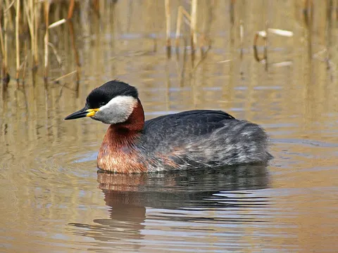 Red-necked Grebe