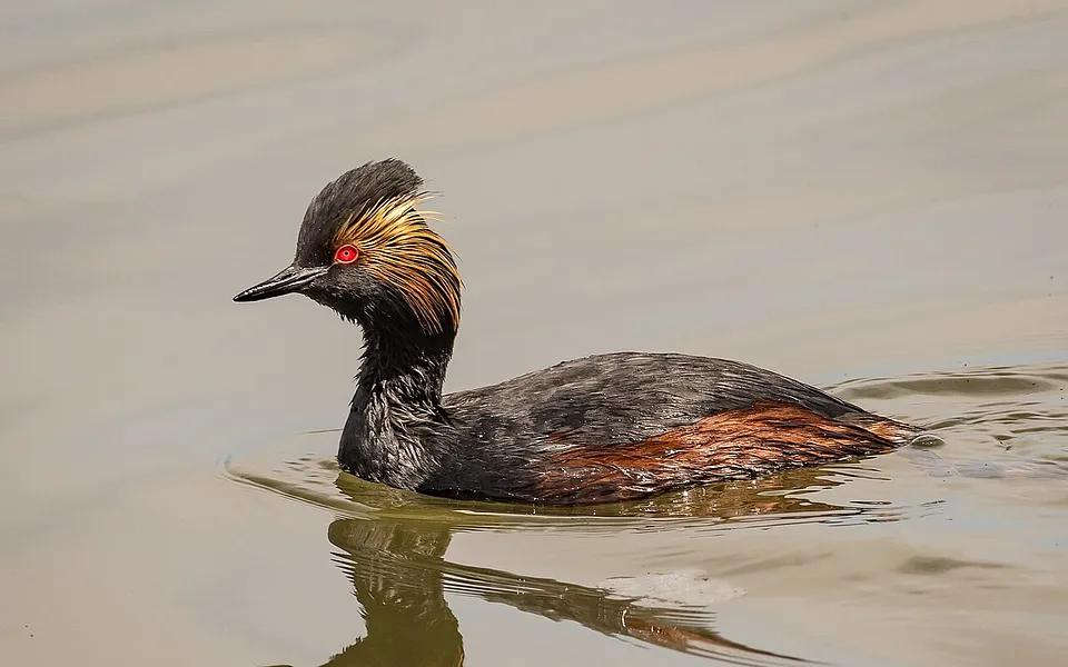 Eared Grebe (Podiceps nigricollis) — photo 3 of 3