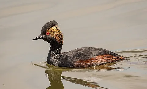 Eared Grebe (Podiceps nigricollis) — photo 3 of 3