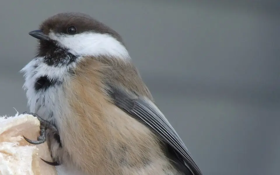 Gray-headed Chickadee (Poecile cinctus) — photo 1 of 5