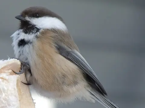 Gray-headed Chickadee