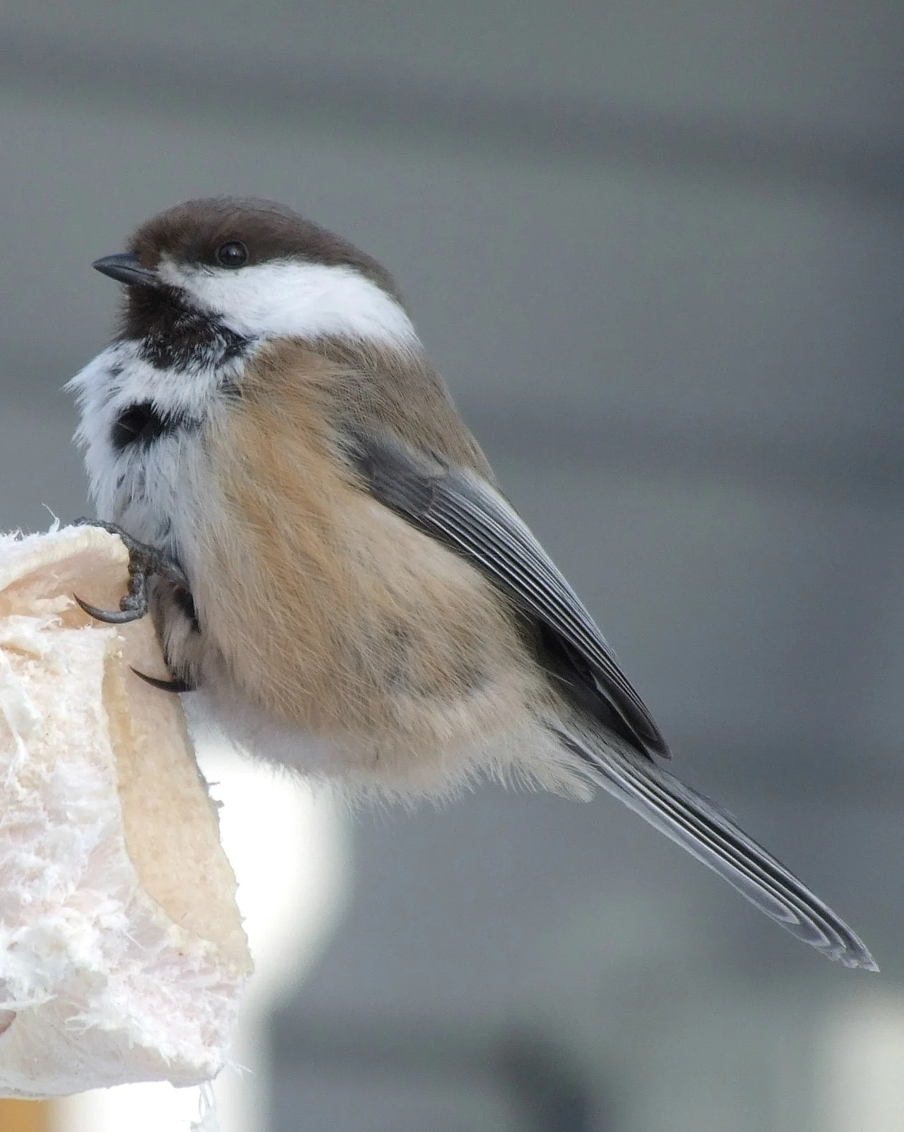 Gray-headed Chickadee (Poecile cinctus) — photo 1 of 5