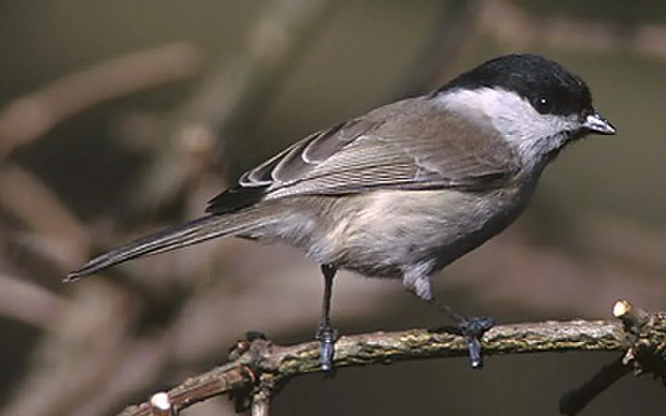 Willow Tit (Poecile montanus) — photo 1 of 3